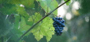 kids sunday school lesson - the vine and the branches