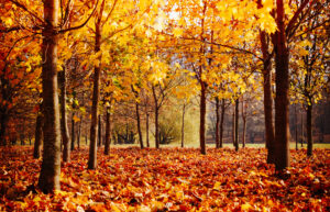 youth bible lessons fall